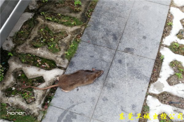 樟木头灭鼠公司,东莞工厂常平灭鼠,正规资质认证黄江除老鼠