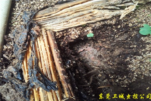 惠州白蚁防治公司-灭治白蚁中心-正规消杀白蚁机构